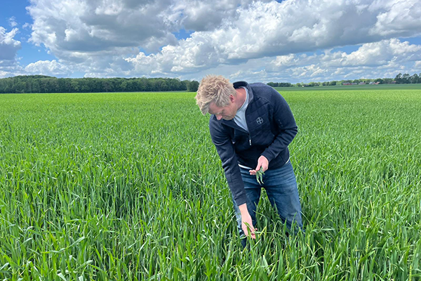 Søren udtager bladorøver i en hvedemark